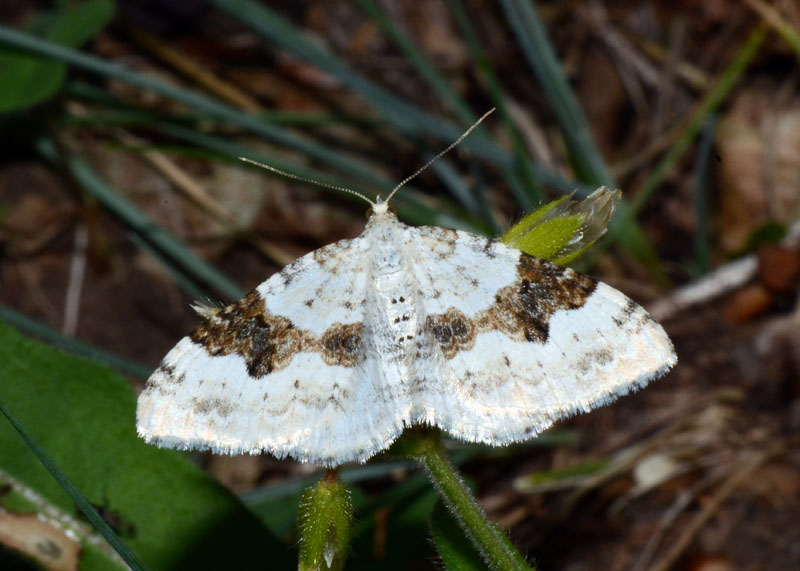 Geometridae Xanthorhoe montanata ?